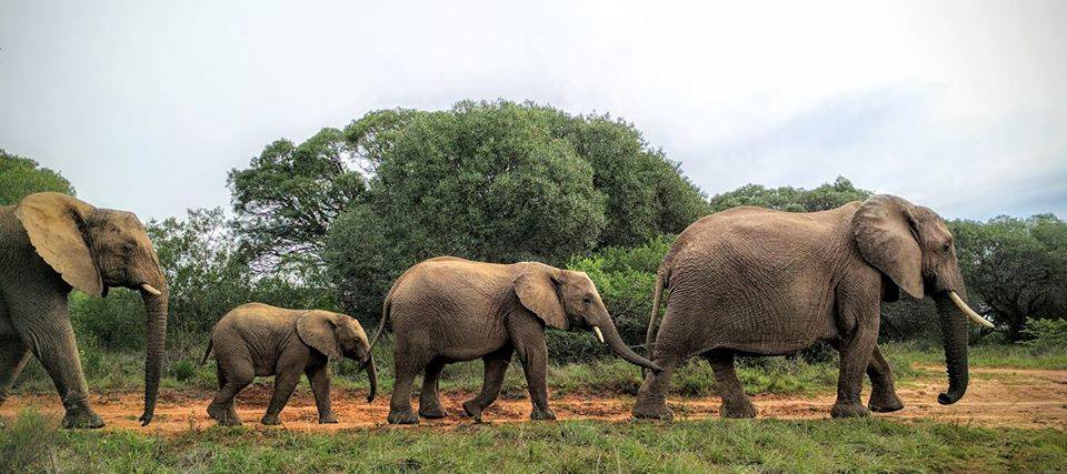 Kariega Elephant Caitlin Johnson