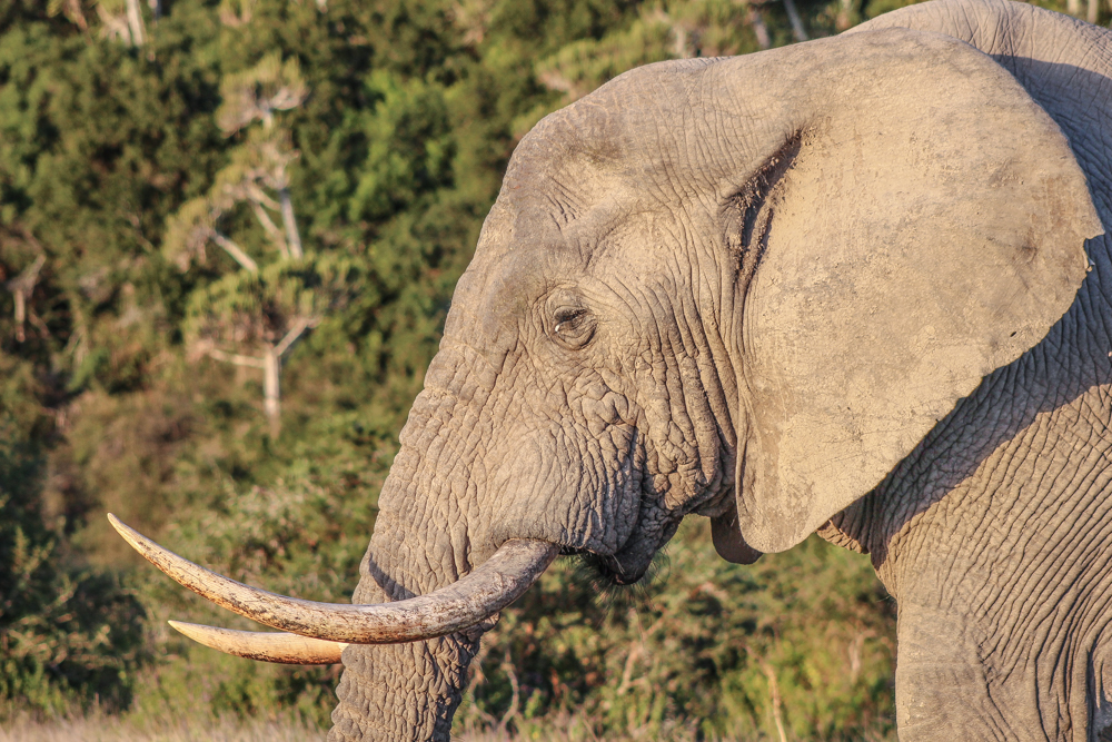 Kariega Sleeping Elephant