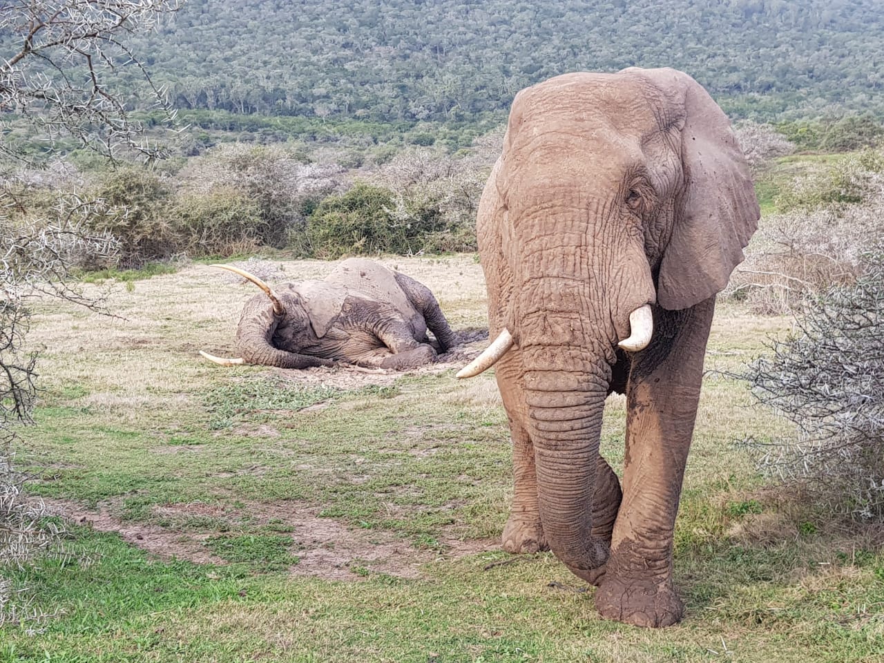 Kariega Elephant Sleeping