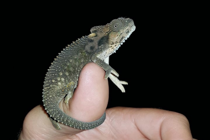 Kariega Cape Dwarf Chameleon Night Wayne Howarth