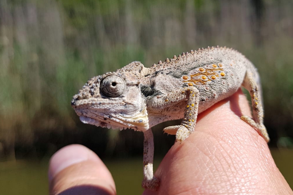 Kariega Cape Dwarf Chameleon Wayne Howarth