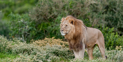 BrendonJennings-Kariega-Lion-Flowers.jpg