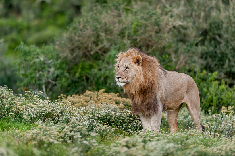 BrendonJennings-Kariega-Lion-Flowers.jpg