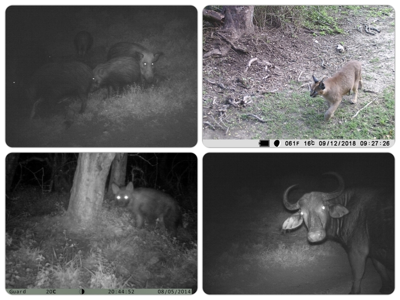 Kariega-CameraTrap-Collage.jpg