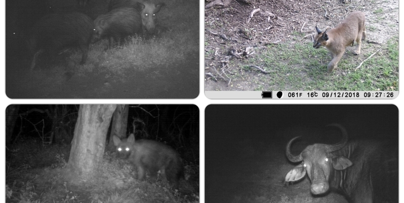 Kariega-CameraTrap-Collage.jpg