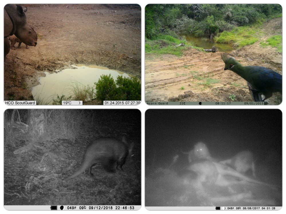 Kariega Camera Trap Collage2