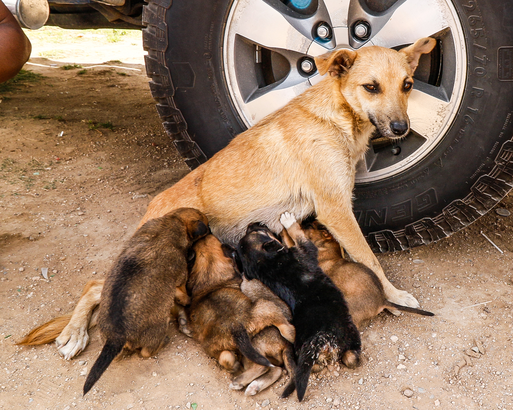 Kariega Christmas Boxes Domestic Animals