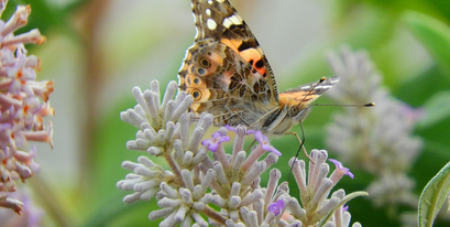 A-Painted-Lady-Graham-Barr-2nd-Prize-Amateur.JPG