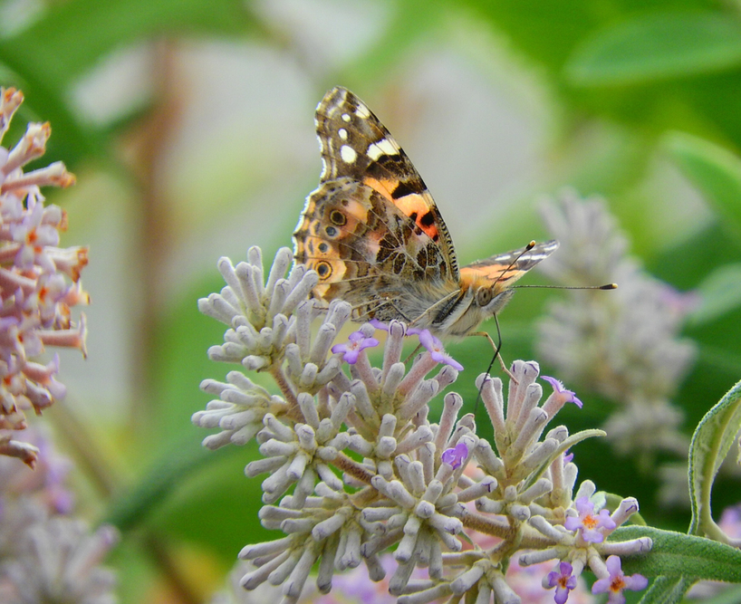 A-Painted-Lady-Graham-Barr-2nd-Prize-Amateur.JPG