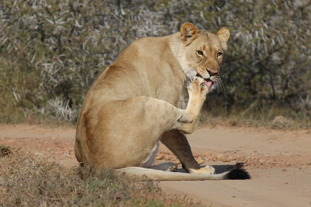 Jackson Moss Kate Queen Of The Savannah 2nd Prize Scholar