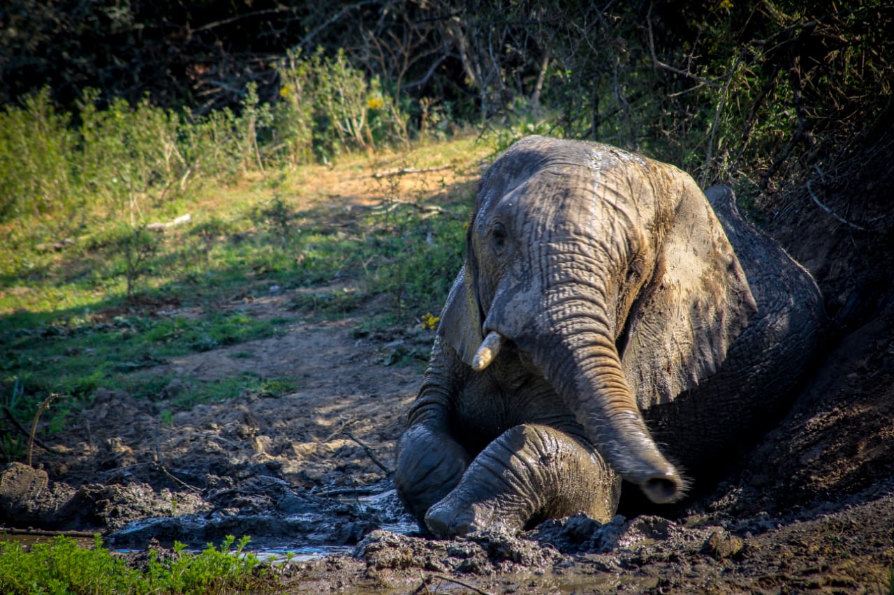 Safari Christmas Blessings -  Elephant taking a mud bath by  Braden Colling