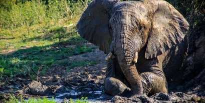kariega-elephant-mud-bath1-BradonColling.jpg