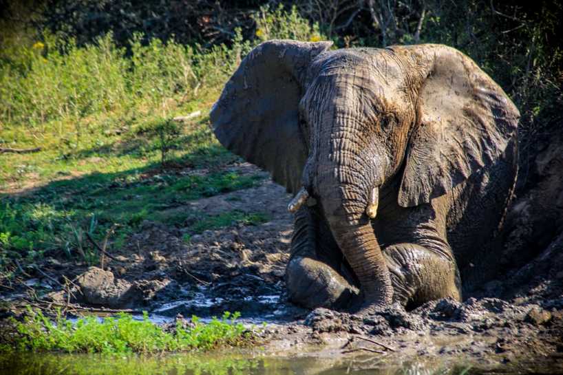 kariega-elephant-mud-bath1-BradonColling.jpg