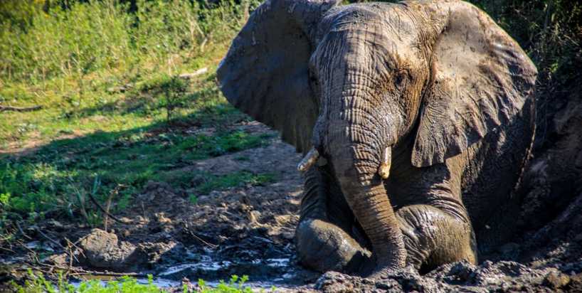 kariega-elephant-mud-bath1-BradonColling.jpg