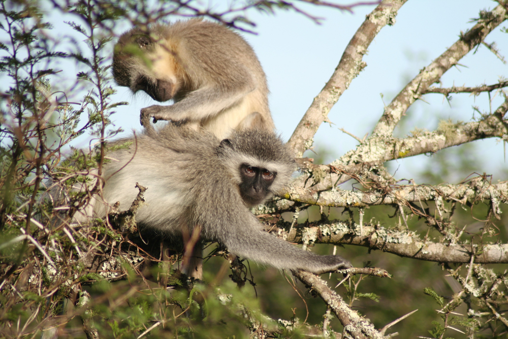 Kariega Vervet Monkeys