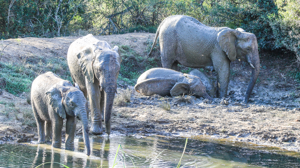 African Elephants Keep Cool With Mud