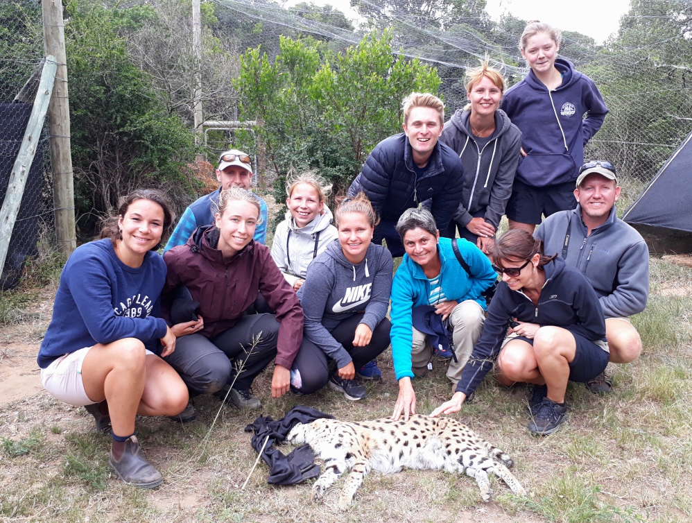 Kariega Conservation Volunteer Newsletter Oct Nov'18 Serval Darting