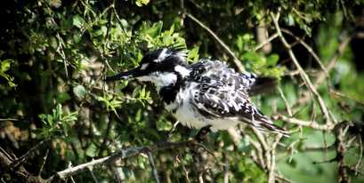 kariega-pied-kingfisher-bradencolling.jpg