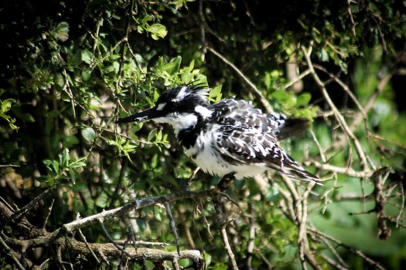 kariega-pied-kingfisher-bradencolling.jpg