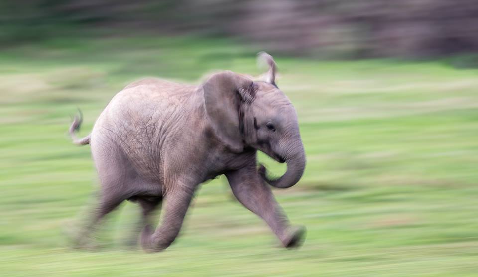 Kariega Game Reserve Highlights 2018 Elephant Jennings