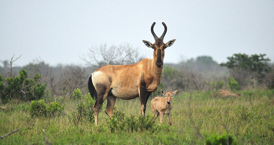 Kariega Red Hartebeest Chelee Brown