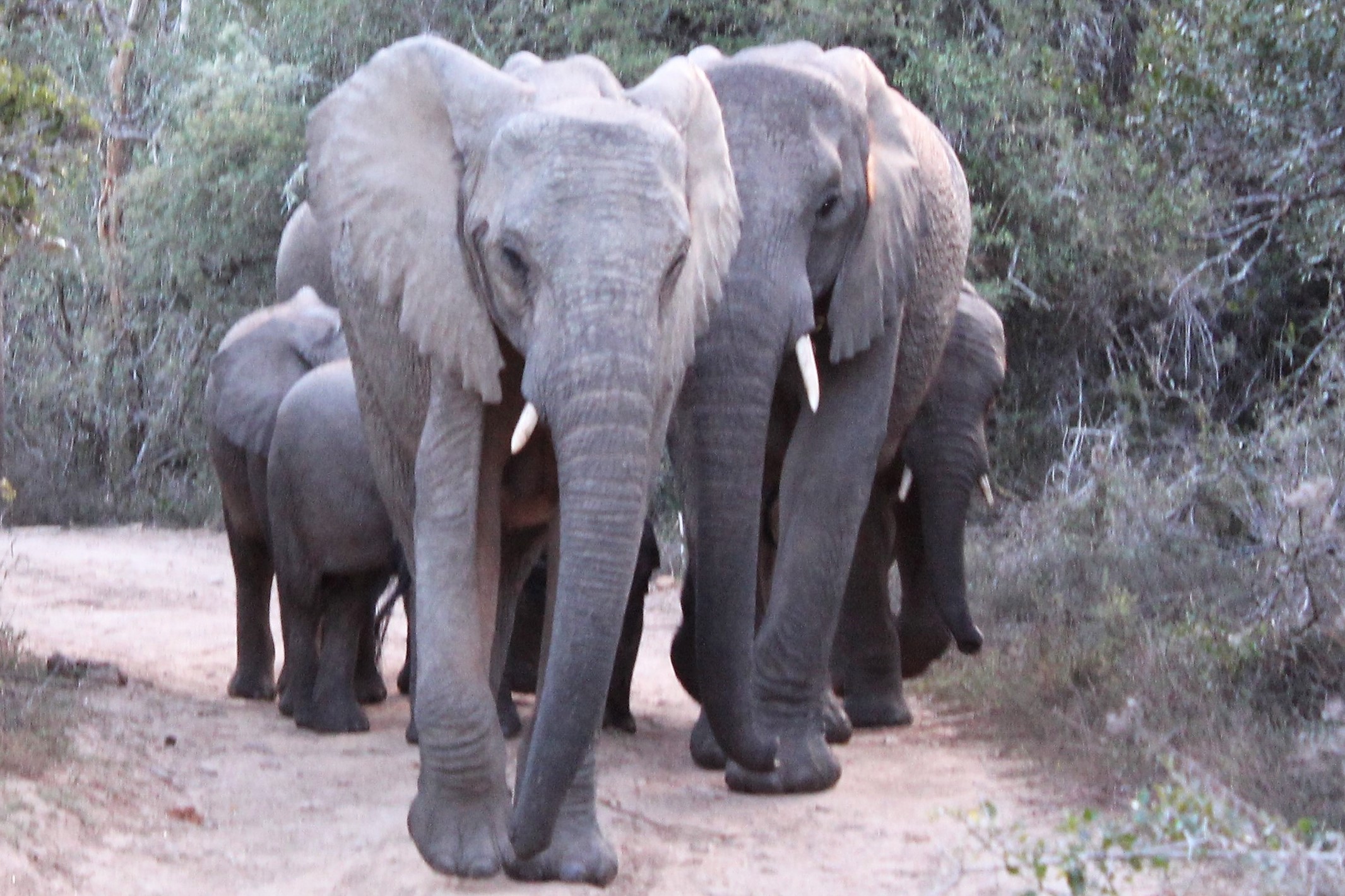 Memories of a Kariega Safari Elephant Family D Grey