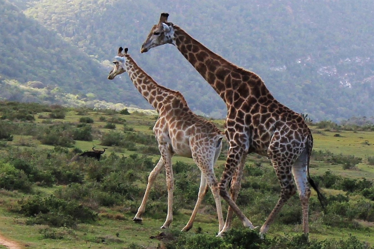 Memories of a Kariega Safari Giraffe D Grey
