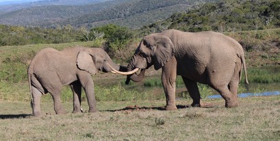 Kariega-Safari-Memories-Elephants-DGrey.jpg