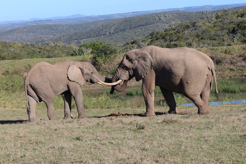 Kariega-Safari-Memories-Elephants-DGrey.jpg