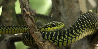 Kariega-Boomslang-Nick-Swanepoel_Fotor.jpg