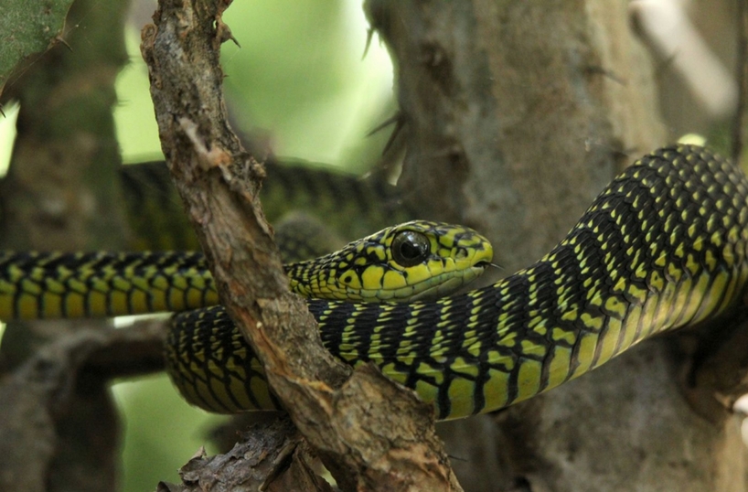 Boomslang Tree Snake Photos