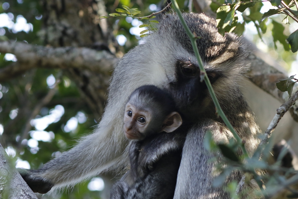 Do Not Feed Monkey Mothers or Babies