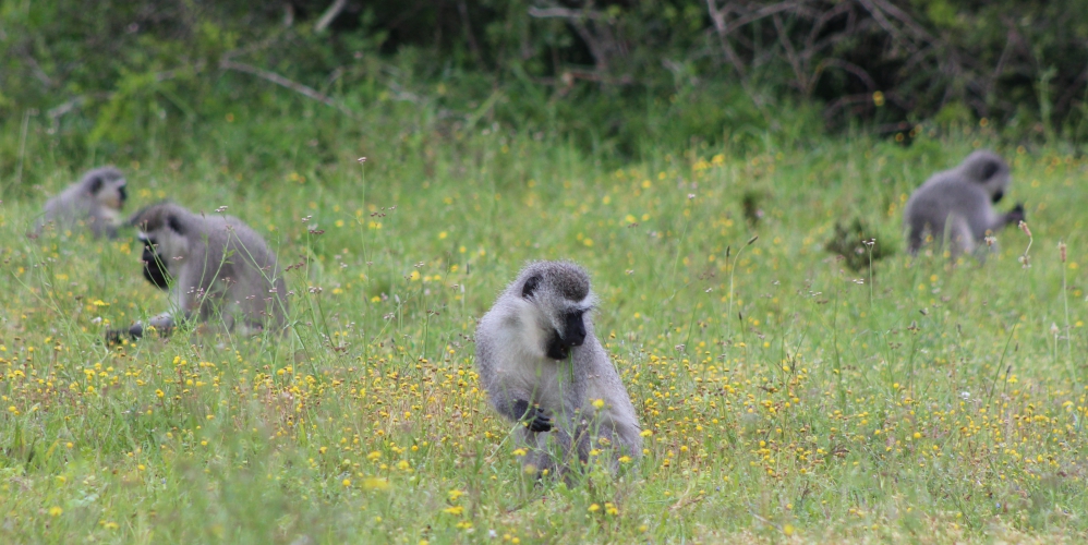 Do Not Feed Monkeys