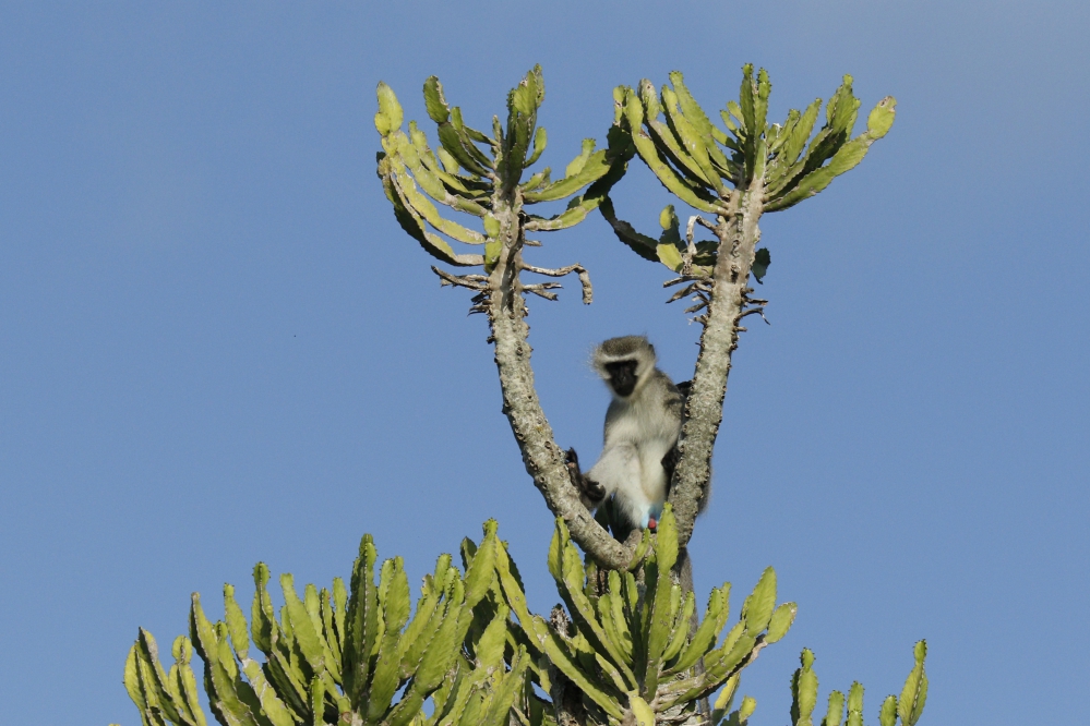 Kariega Vervet Monkey Sentinel Male