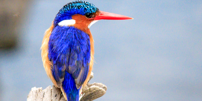 Kariega-Jo-Haesslich-Malachite-Kingfisher.JPG