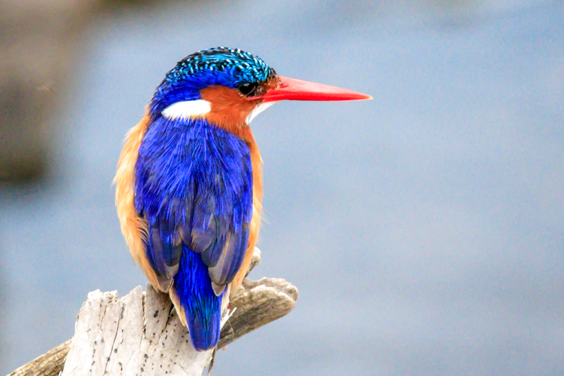 Kariega-Jo-Haesslich-Malachite-Kingfisher.JPG