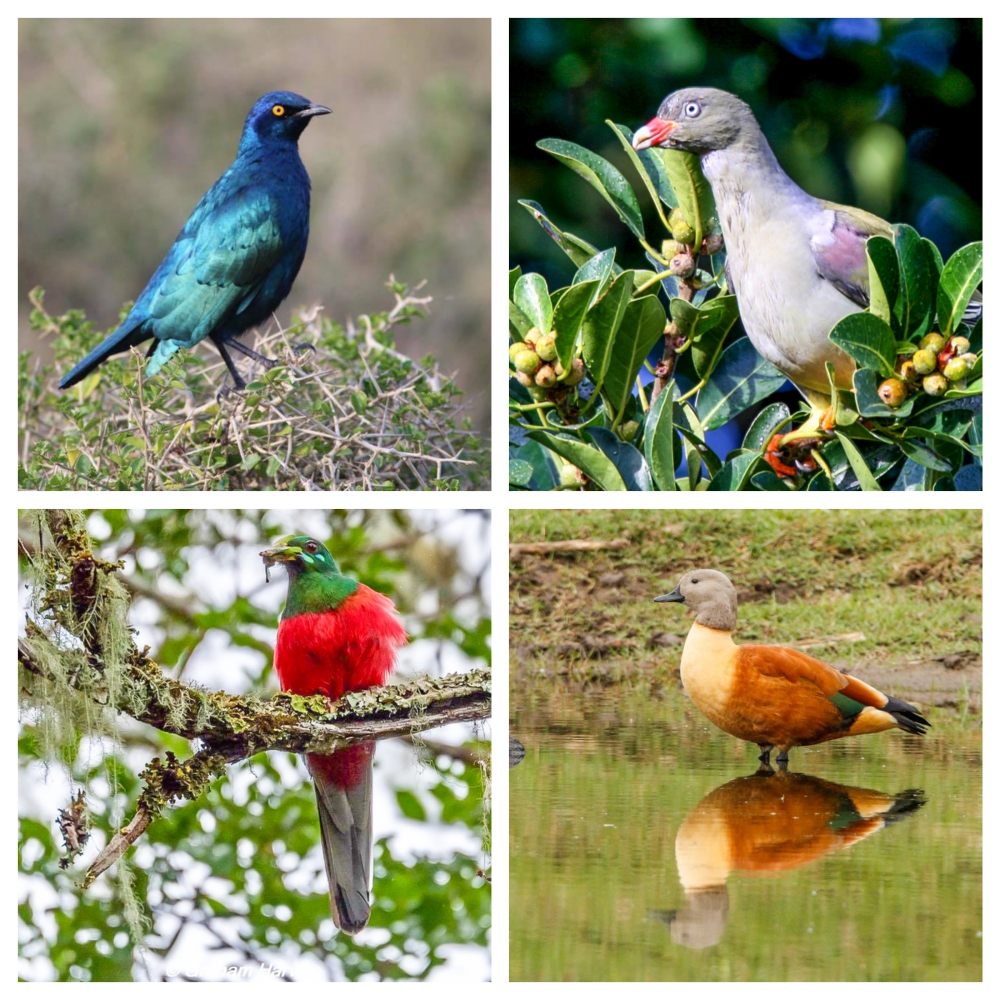 South African Safari Colourful Bird Collage