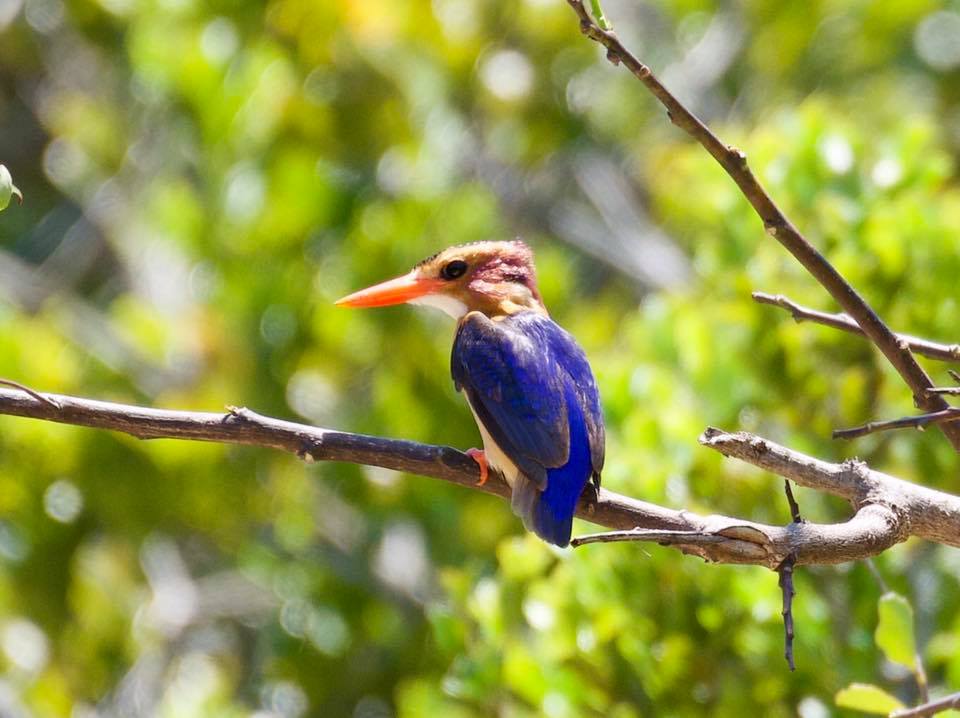 South African Safari Colourful  Pygmy Kingfisher Graham Harvey