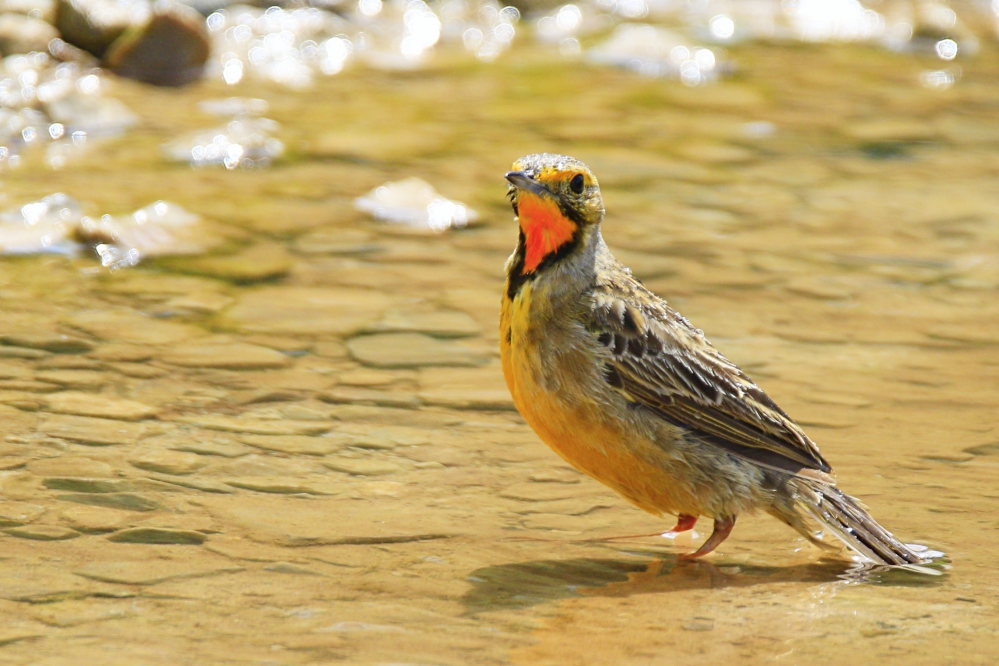 South African Safari Colourful Cape longclaw