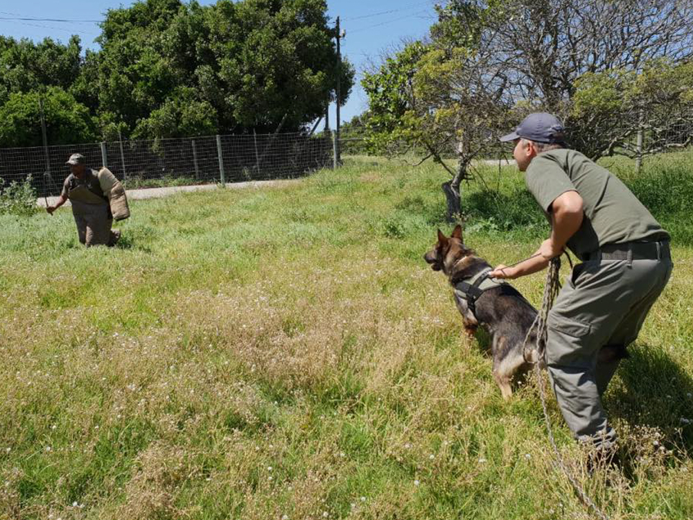 Kariega APU K9 Attack Training.JPG