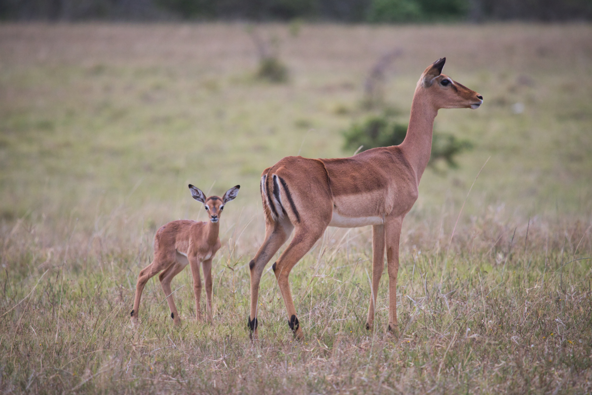 Impala Kariega Sudafrica Safari