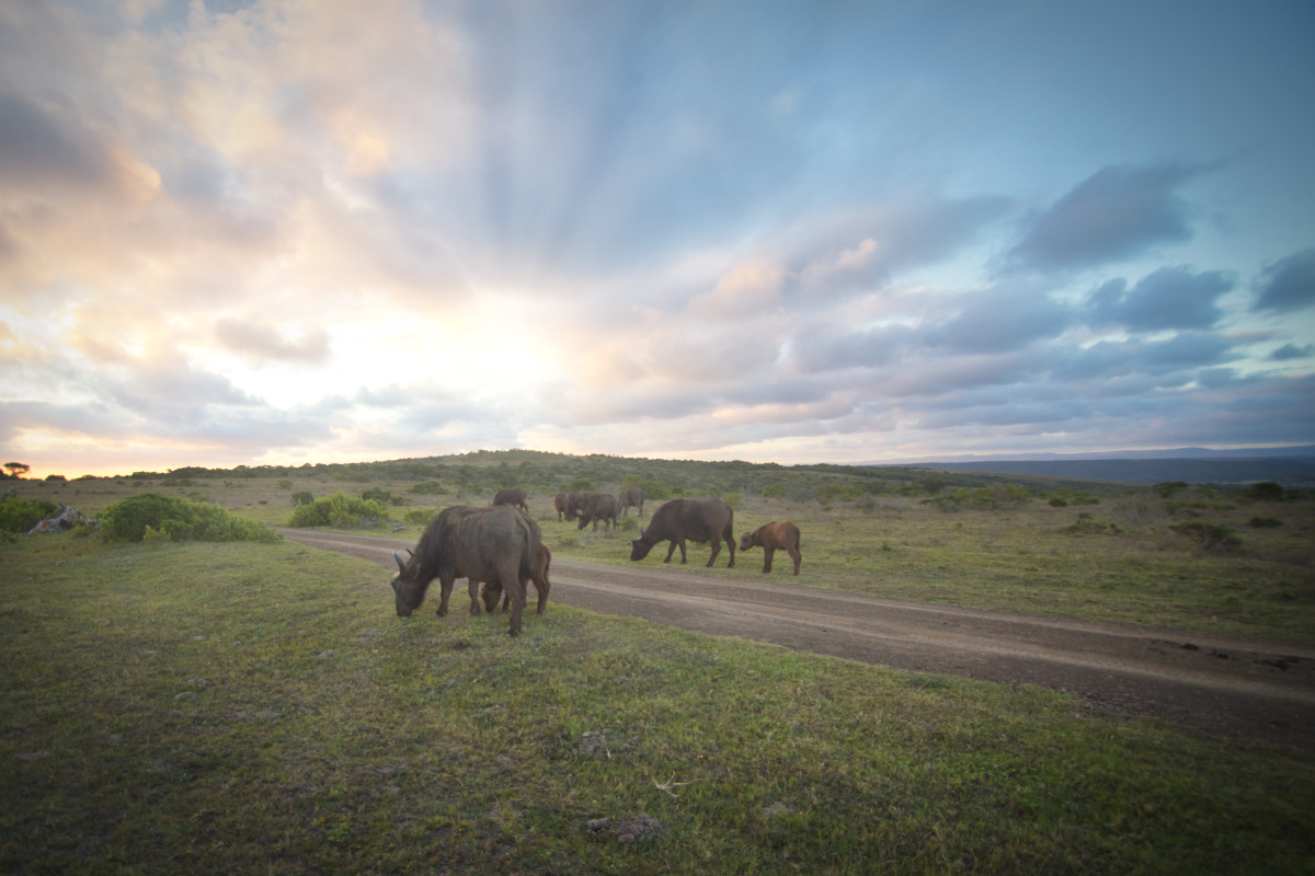 Buffalo Kariega Sudafrica Safari