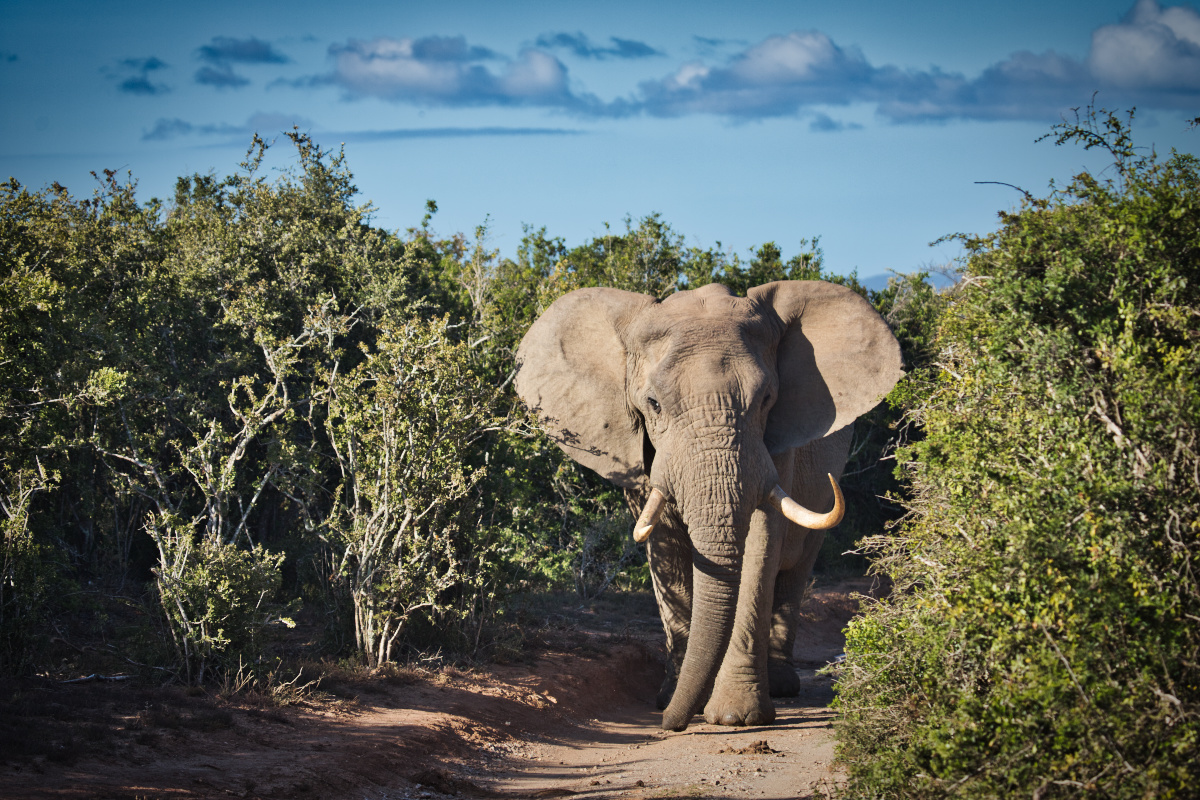 Elephant Kariega Sudafrica Safari