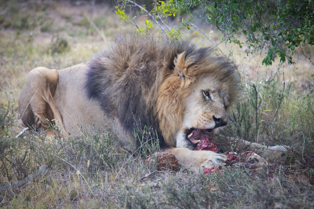 Lion Kariega Sudafrica Safari