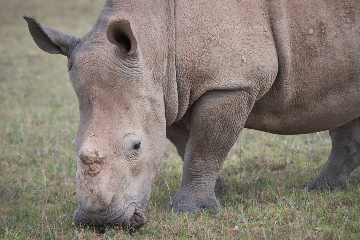 Thandi Rhino Kariega Sudafrica Safari