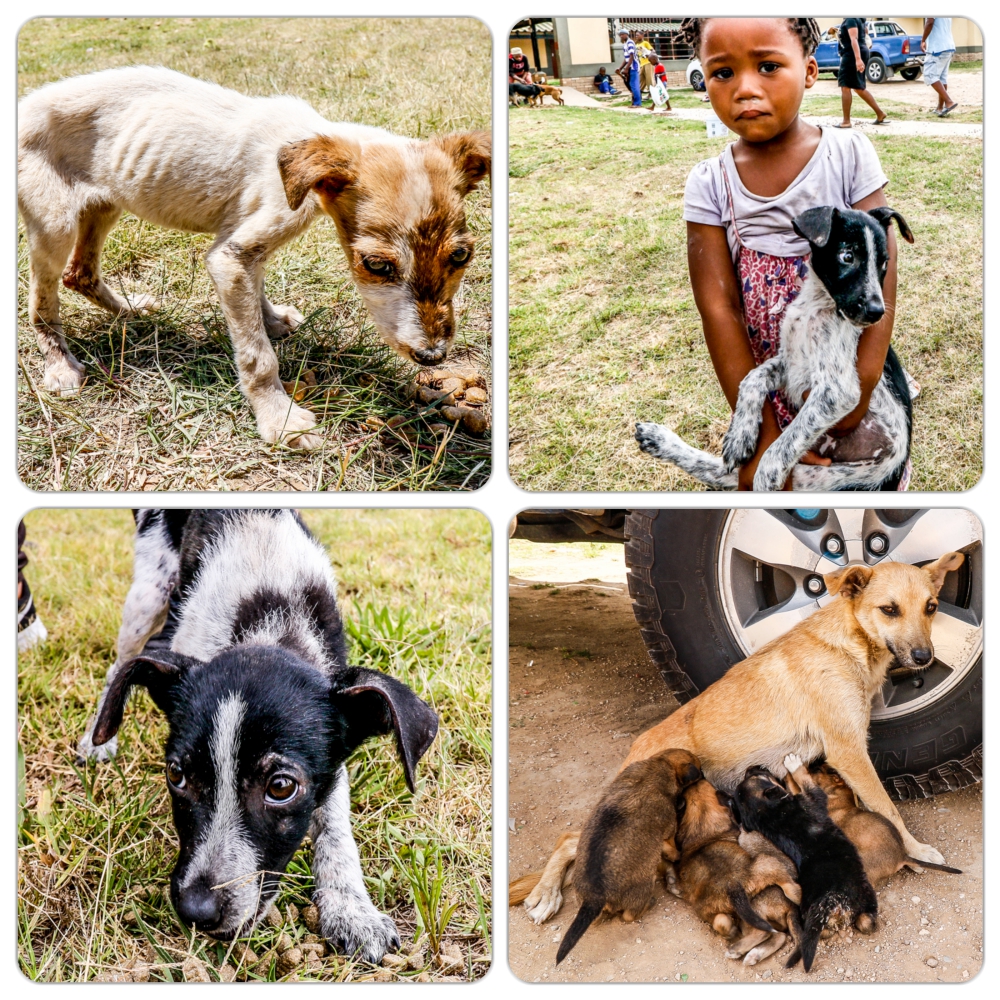 Kariega Domestic Animals
