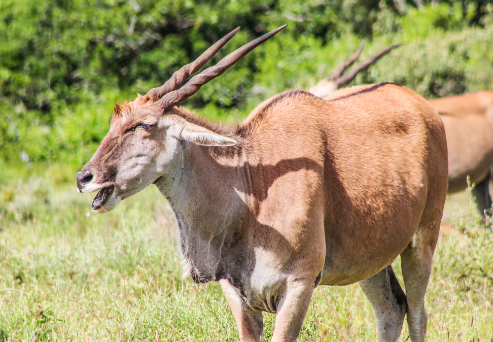 Kariega Photo Majestic Eland Antelope