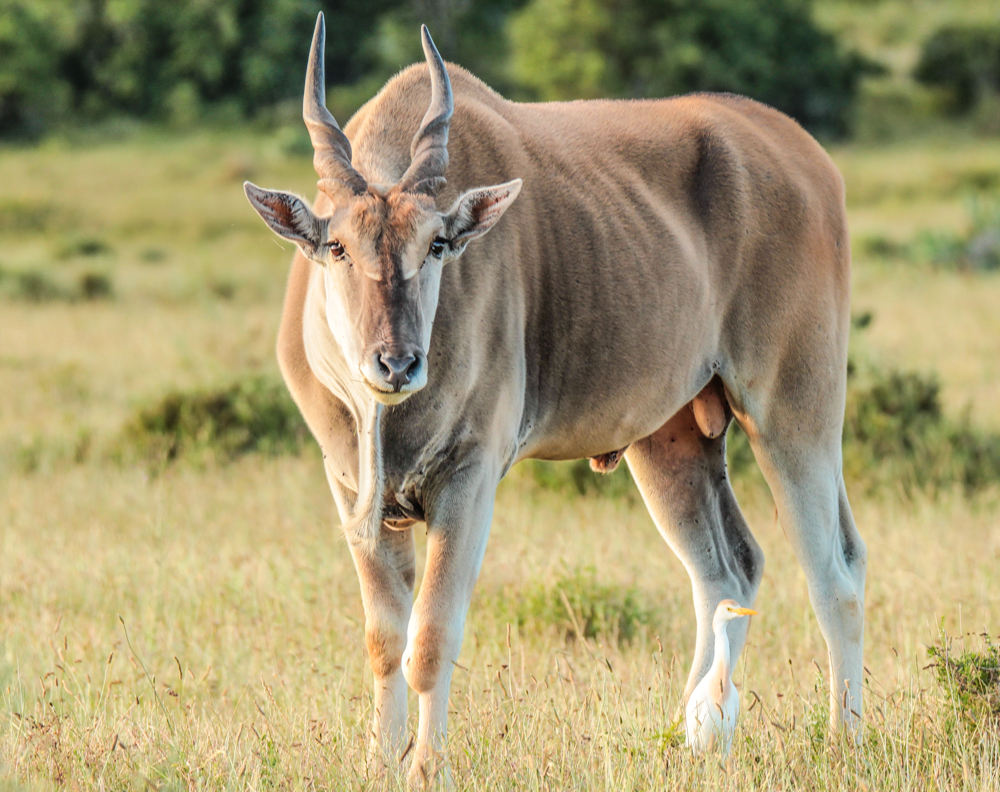 Kariega Photo Majestic Eland