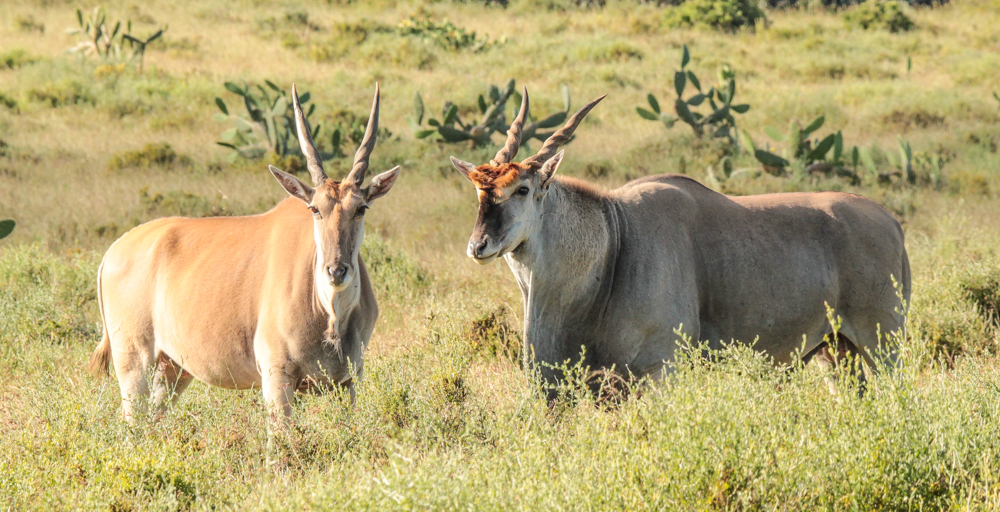 Kariega Photo Majestic Eland Cow Bull