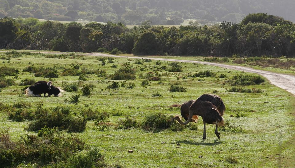 Ostrich dancing at Kariega by guest Martina Nannt